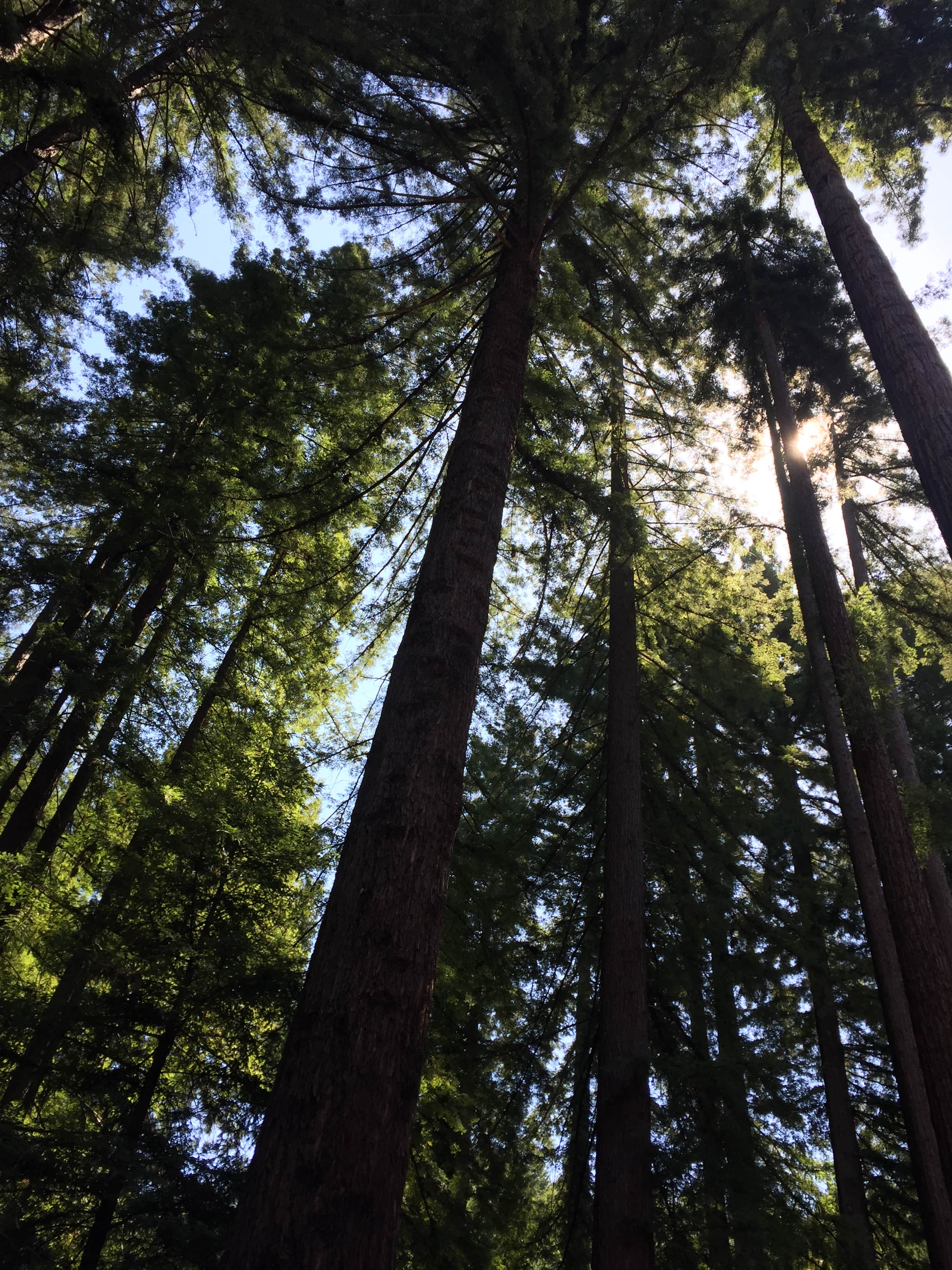 Camper submitted image from Redwoods in the magical forest 🌲 - 2