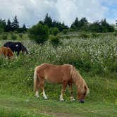 Review photo of Hickory Ridge Campground — Grayson Highlands State Park by Dave V., August 2, 2020