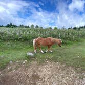 Review photo of Hickory Ridge Campground — Grayson Highlands State Park by Dave V., August 2, 2020