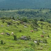 Review photo of Hickory Ridge Campground — Grayson Highlands State Park by Dave V., August 2, 2020