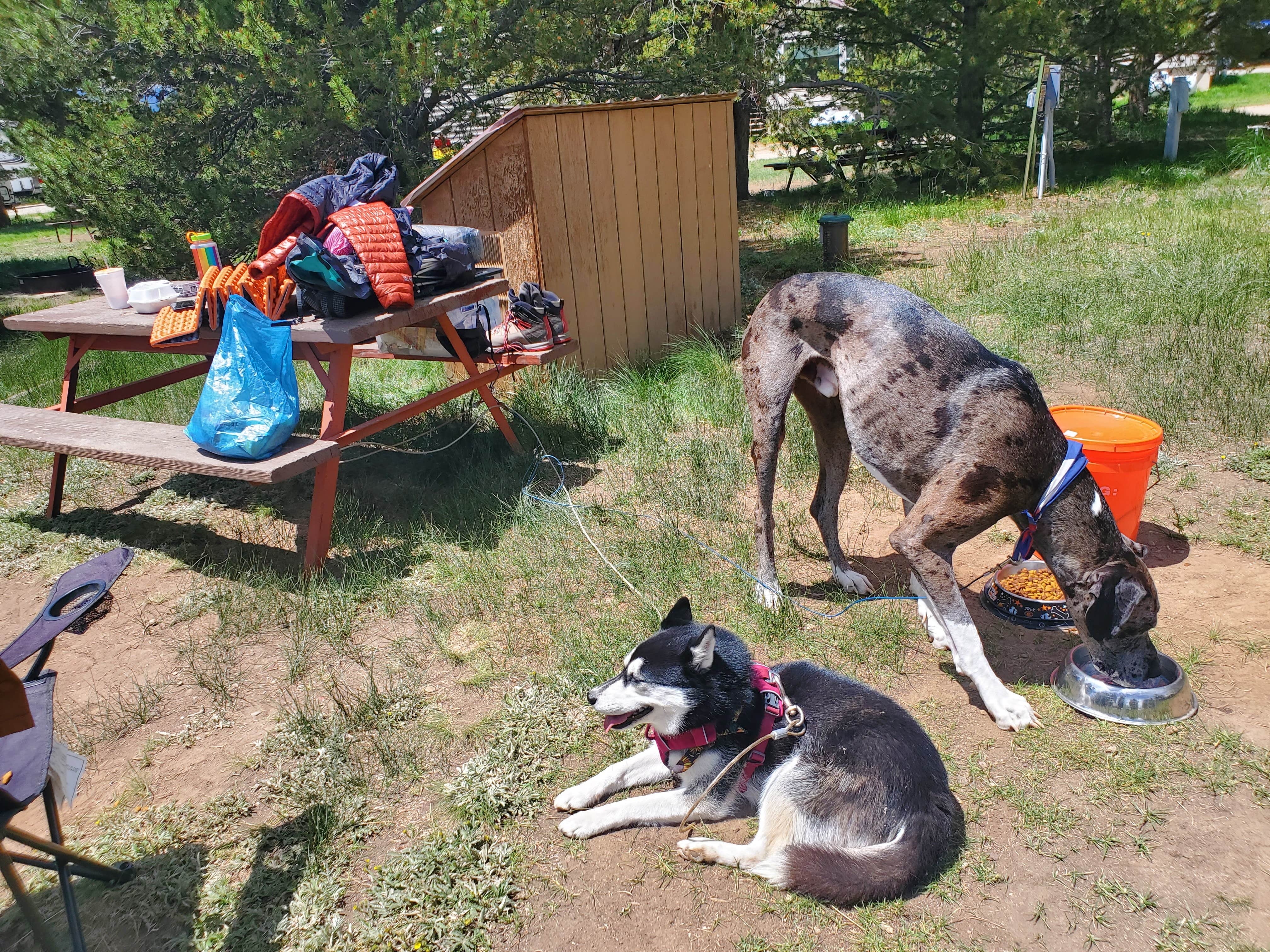 Katie H.'s photo of camping with pets at Sugarloaf Campground near Winter Park, CO