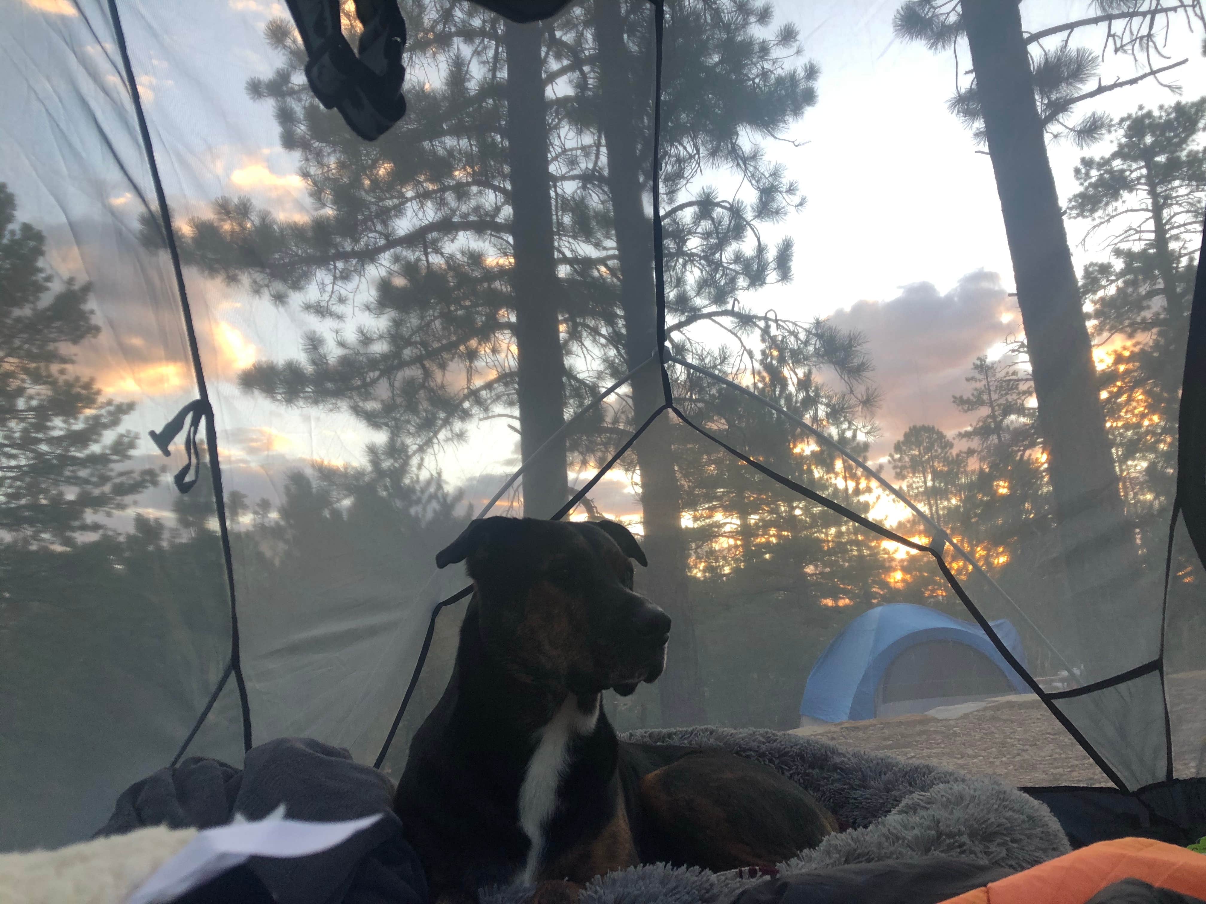 Jess J.'s photo of camping with pets at North Campground — Bryce Canyon National Park near Panguitch, UT