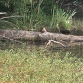 Review photo of Chester State Park Campground by Bill C., August 2, 2020