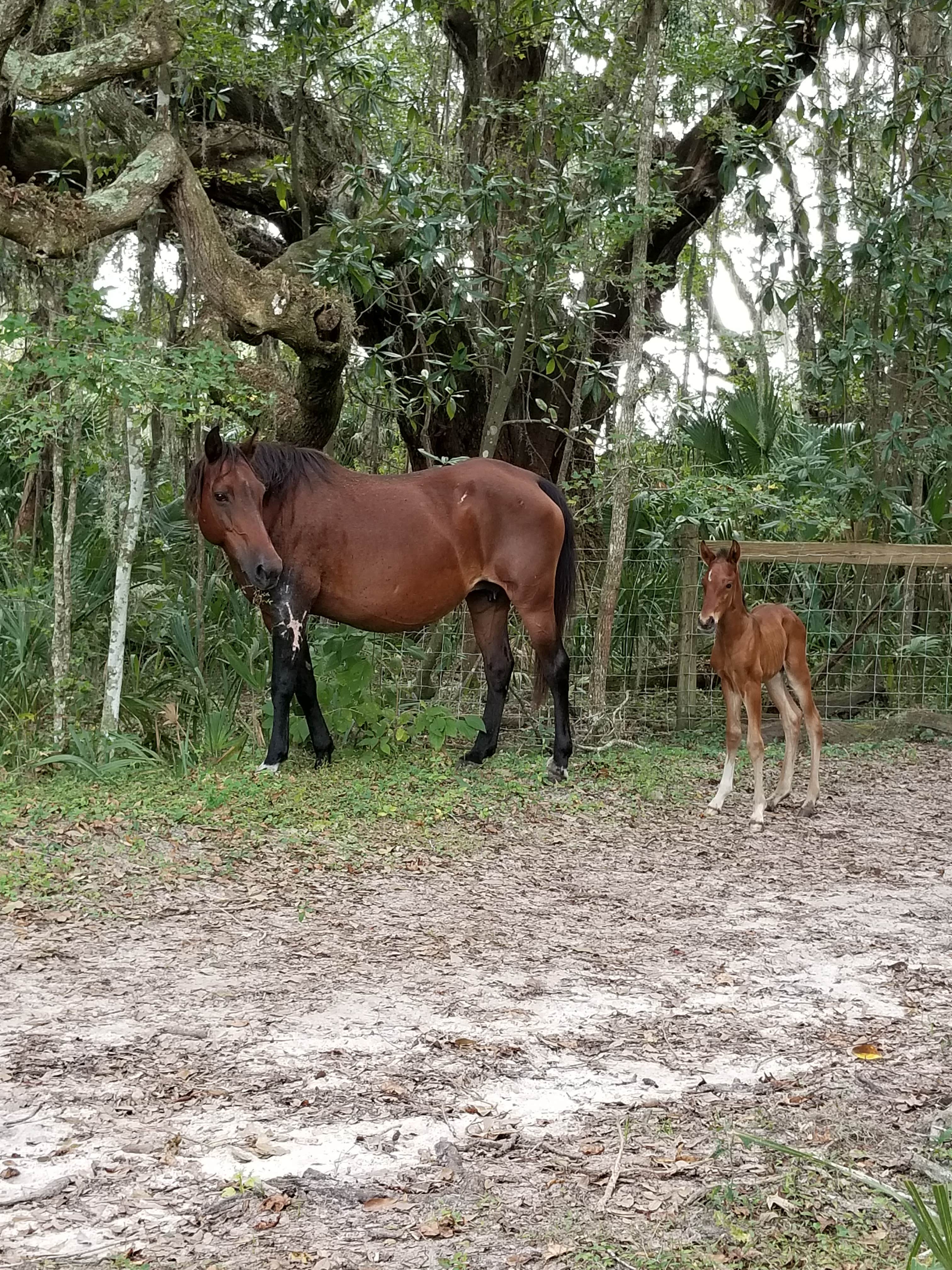 Malaney H.'s photo of camping with a horse at Paynes Prairie Preserve State Park Campground near Florahome, FL