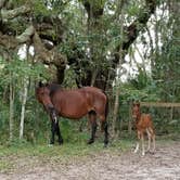 Review photo of Paynes Prairie Preserve State Park Campground by Malaney H., April 14, 2018