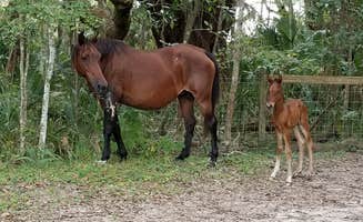 Malaney H.'s photo of camping with a horse at Paynes Prairie Preserve State Park Campground near Fort Mccoy, FL