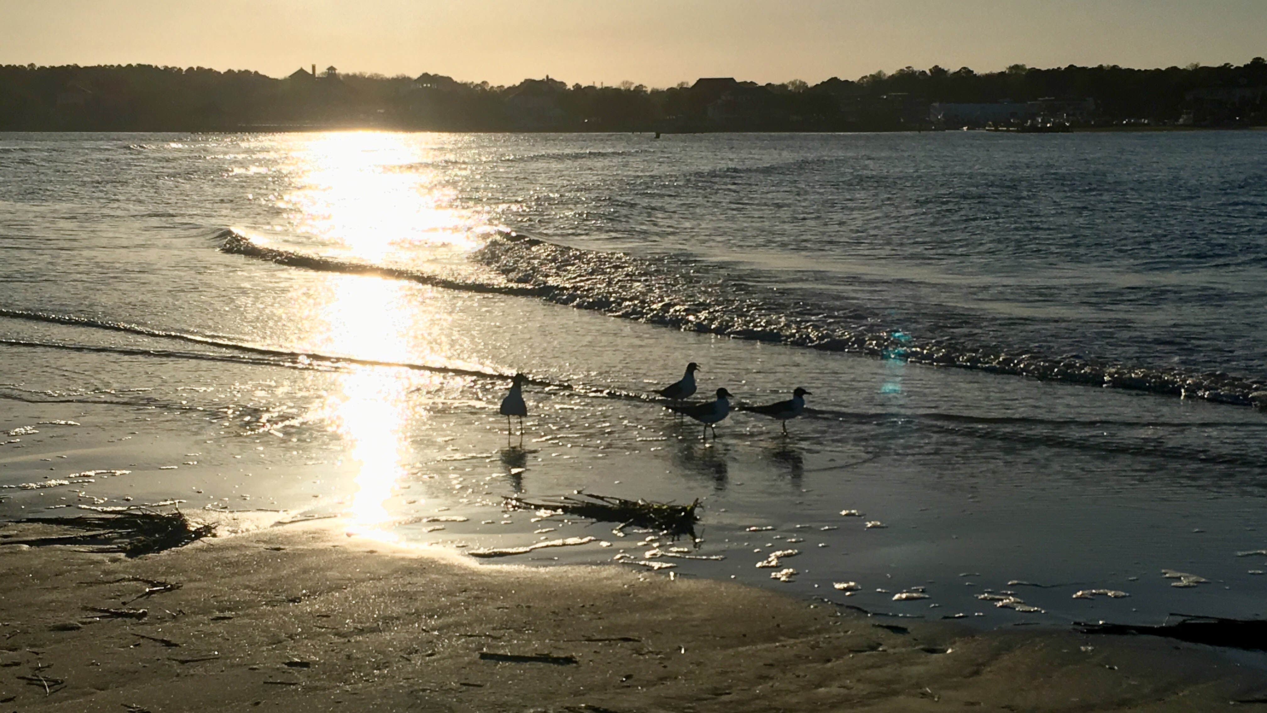 Camper-submitted photo at Freeman Park near Wrightsville Beach, NC