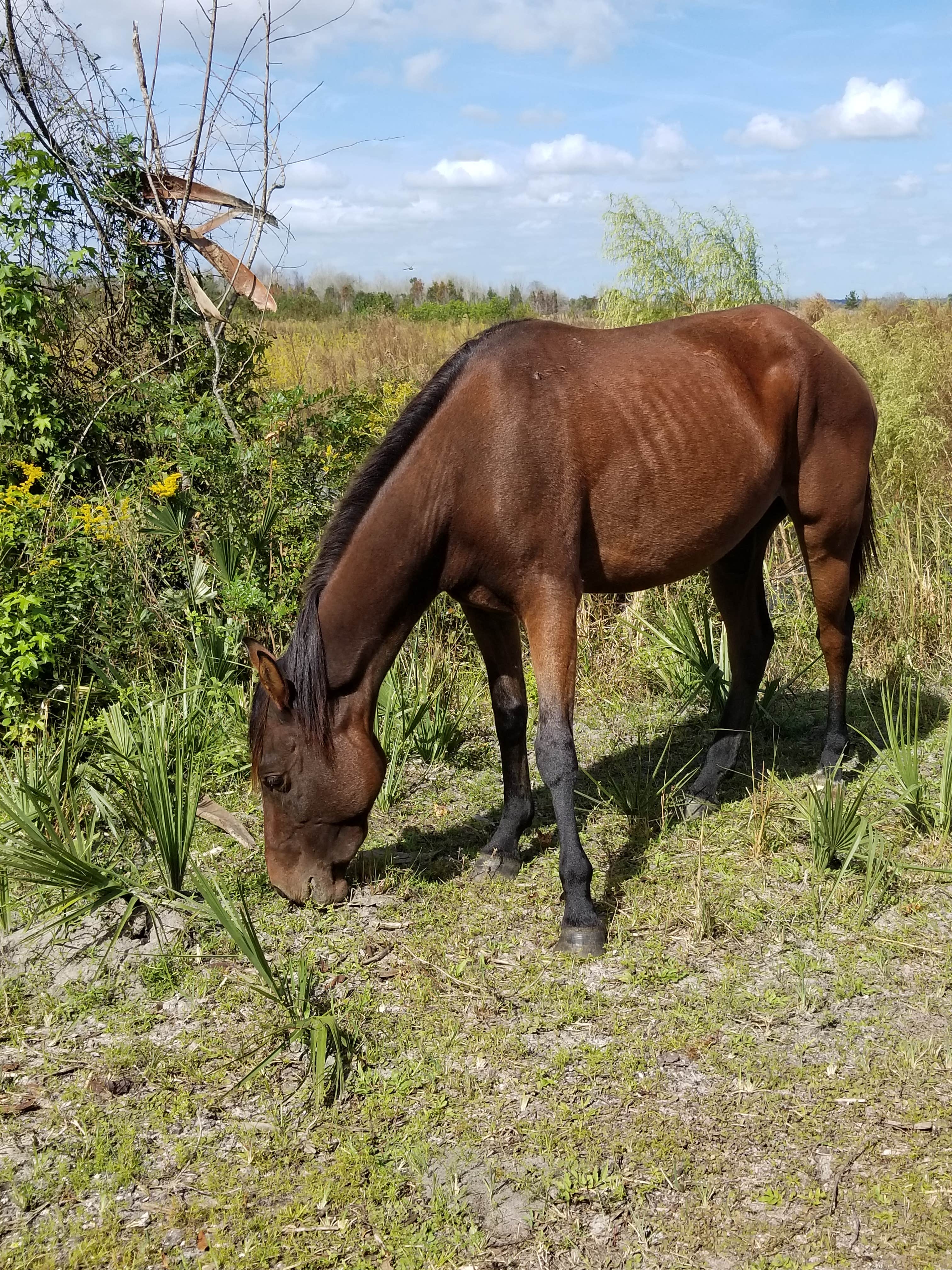 Malaney H.'s photo of camping with a horse at Paynes Prairie Preserve State Park Campground near Salt Springs, FL