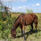 Review photo of Paynes Prairie Preserve State Park Campground by Malaney H., April 14, 2018