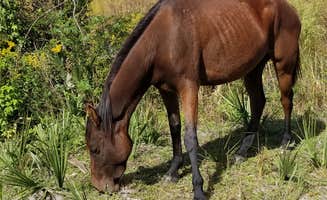 Malaney H.'s photo of camping with a horse at Paynes Prairie Preserve State Park Campground near Rocky Point, FL