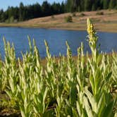 Review photo of Hyatt Lake Recreation Area by Craig M., August 2, 2020