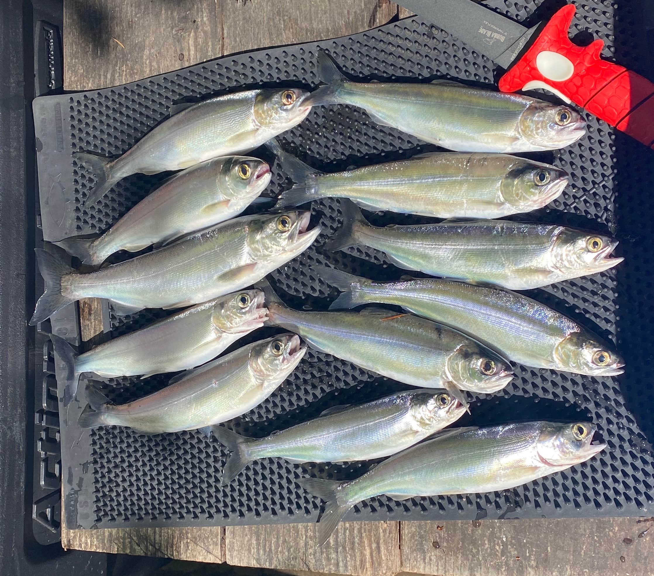 Camper-submitted photo at Whitcomb Creek County Park near Foster, OR