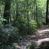 Review photo of Hidden Springs Campground — Humboldt Redwoods State Park by Craig M., August 2, 2020