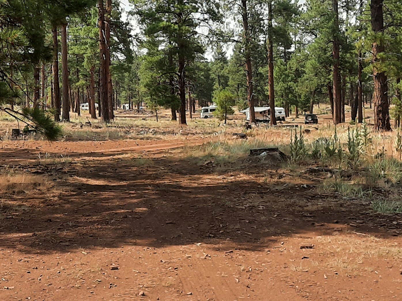 Camper-submitted photo at Dogtown Lake Campground And Group near Williams, AZ