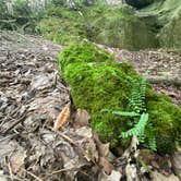 Review photo of Magnolia Campground — O'Leno State Park by Jenn B., August 3, 2020