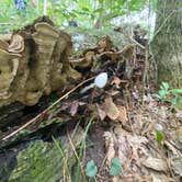 Review photo of Magnolia Campground — O'Leno State Park by Jenn B., August 3, 2020