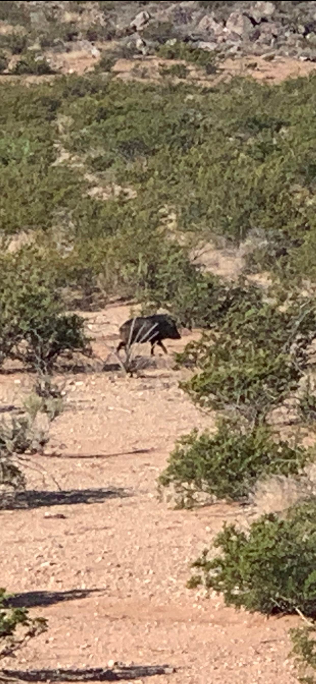 Camper-submitted photo at Gap Tank dispersed camping near Deming, NM