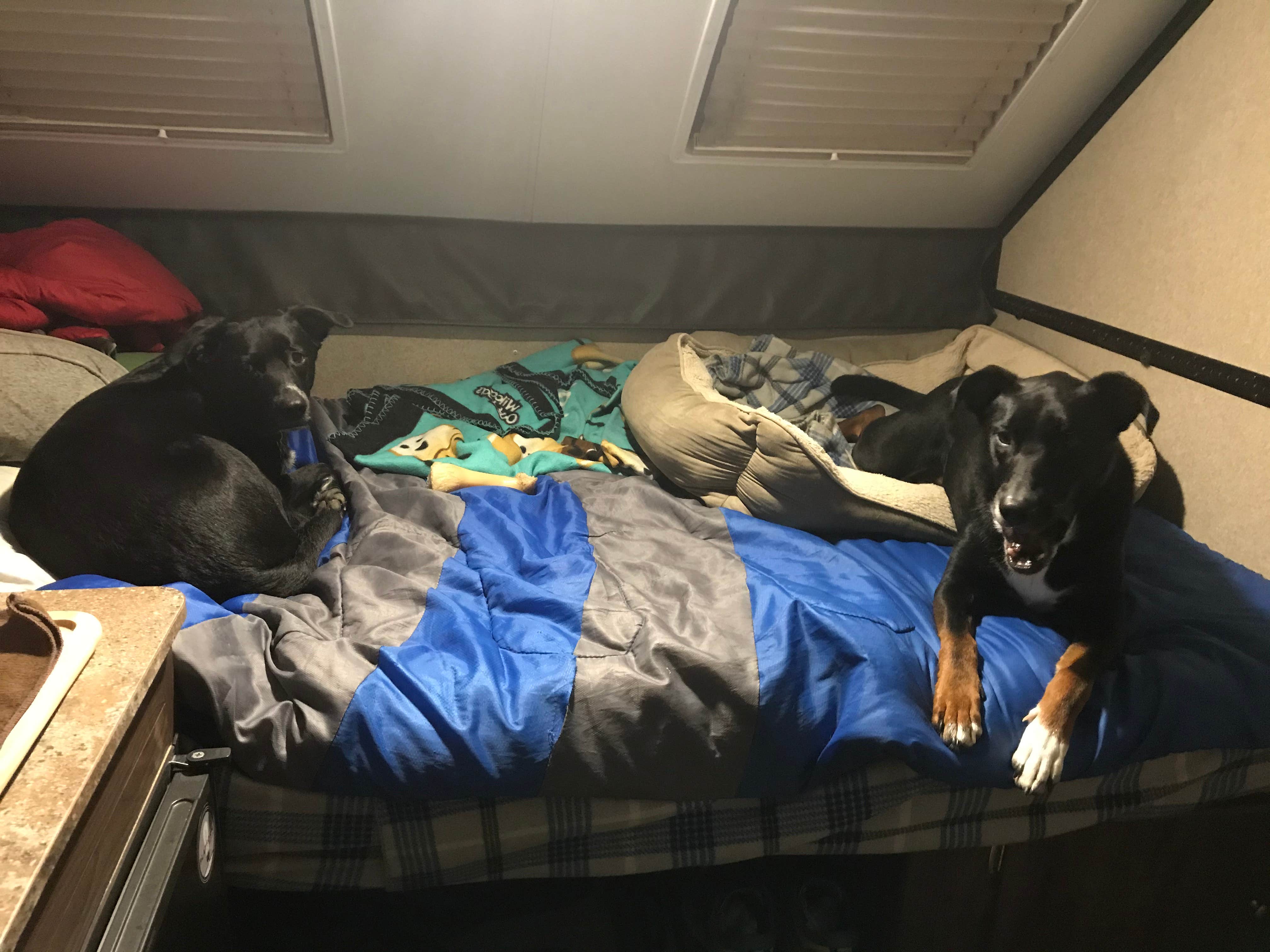 Shannon G.'s photo of camping with pets at A.W. Marion State Park Campground near Hamden, OH