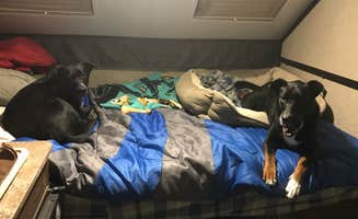 Shannon G.'s photo of camping with pets at A.W. Marion State Park Campground near Columbus, OH
