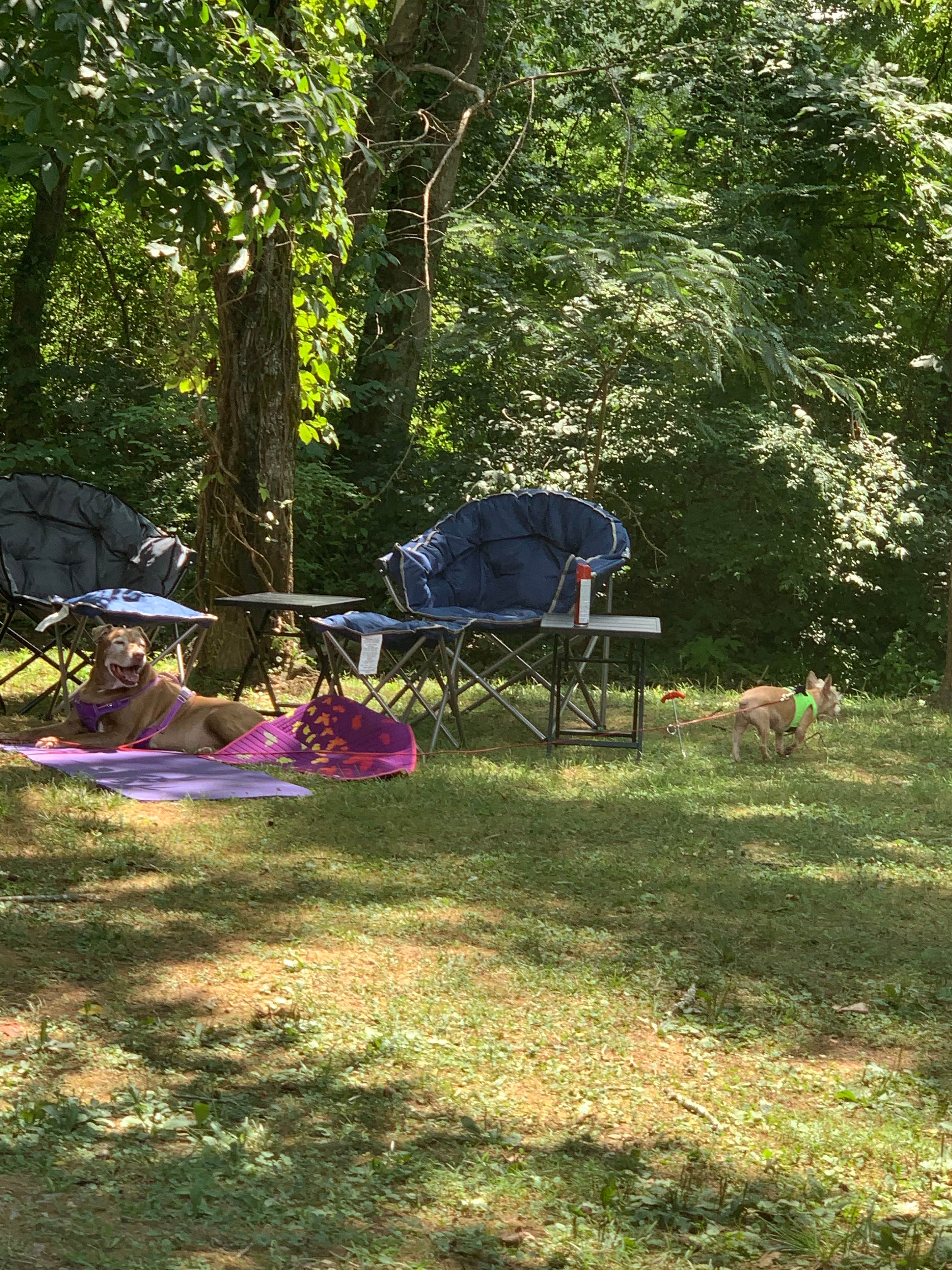 Jacilyn B.'s photo of camping with pets at Up the Creek RV Camp near Sevierville, TN