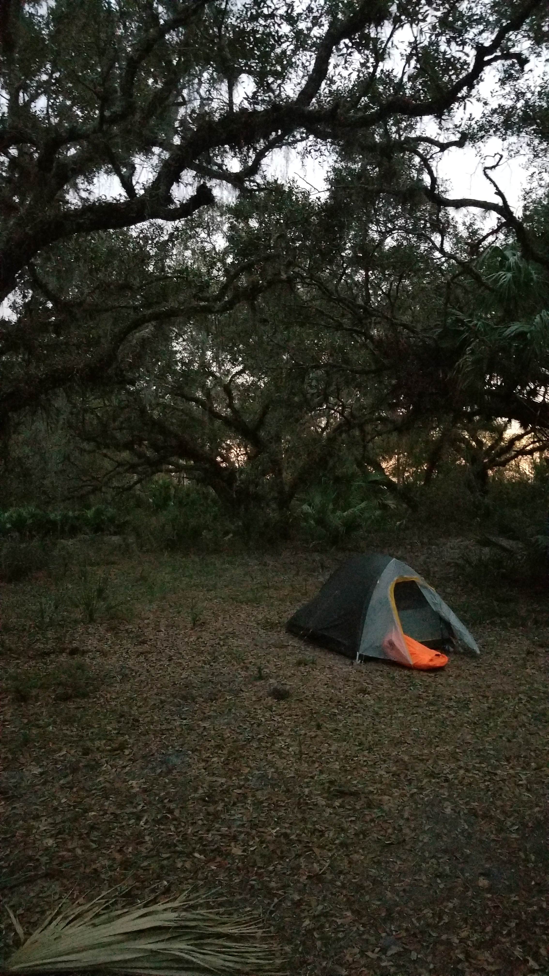 Camper-submitted photo at Palmetto Ridge Campground — Myakka River State Park near Gulfport, FL
