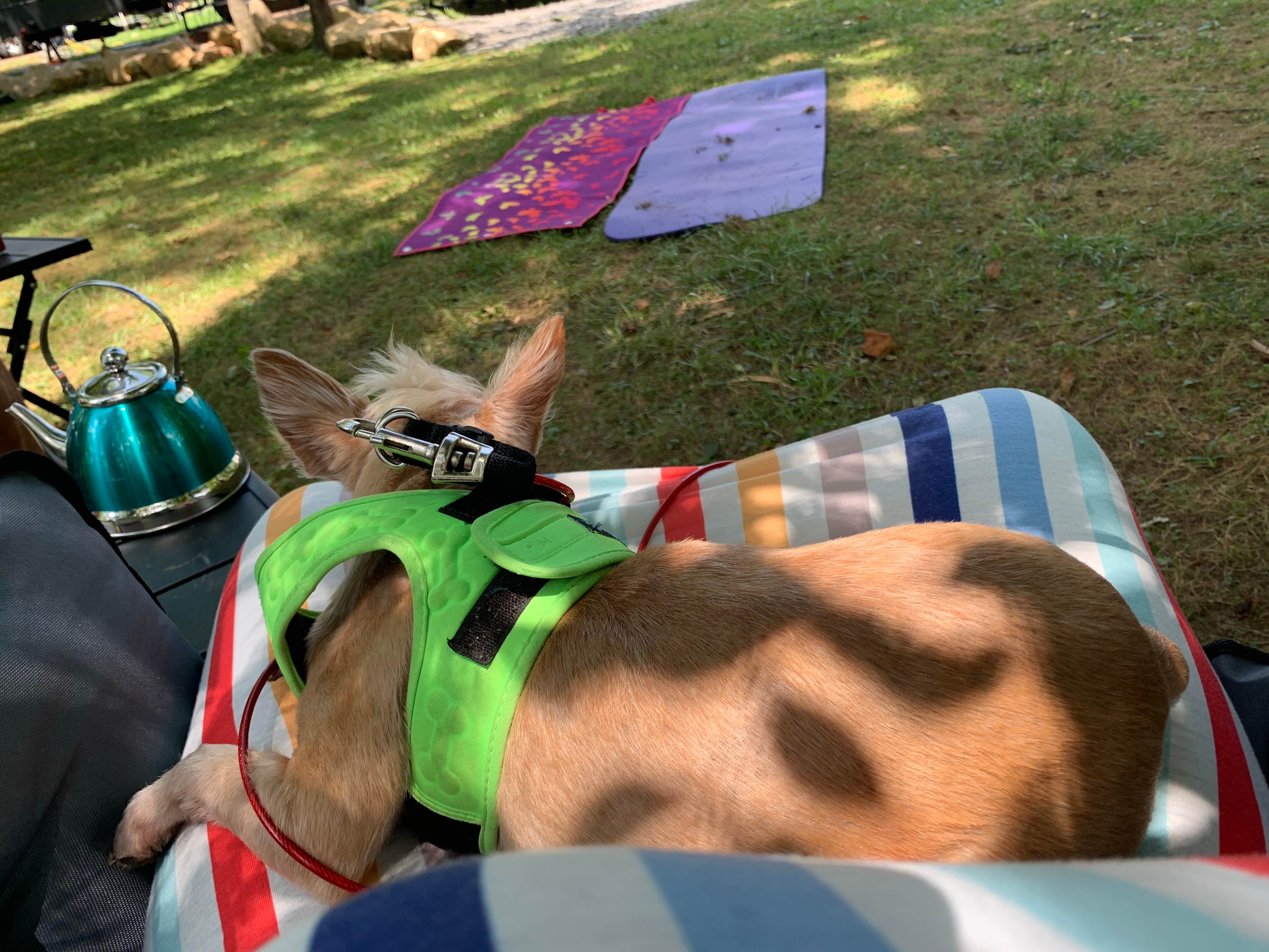 Camper-submitted photo at Up the Creek RV Camp near Townsend, TN