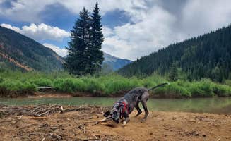 Katie H.'s photo of camping with pets at Anvil Dispersed Campground- ROAD CLOSED near Ophir, CO