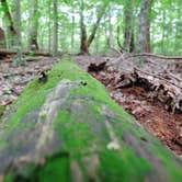 Review photo of Rock Island State Park Campground by Susan & Kevin W., August 3, 2020