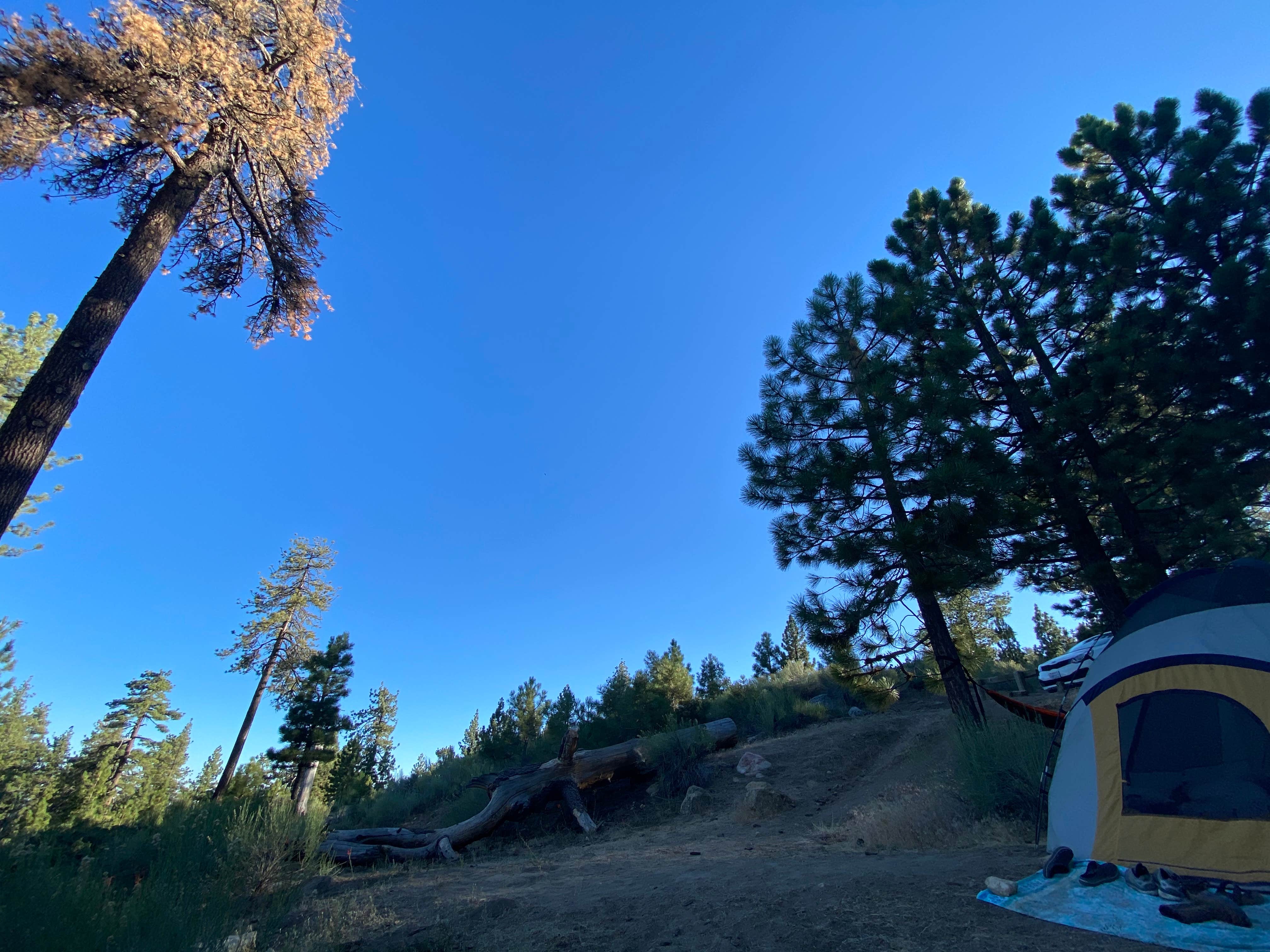 Lani Y.'s photo at Mcgill Campground And Group Campground near Frazier Park, CA