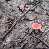 Review photo of Rock Island State Park Campground by Susan & Kevin W., August 3, 2020