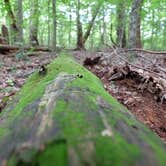 Review photo of Rock Island State Park Campground by Susan & Kevin W., August 3, 2020