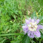 Review photo of Rock Island State Park Campground by Susan & Kevin W., August 3, 2020