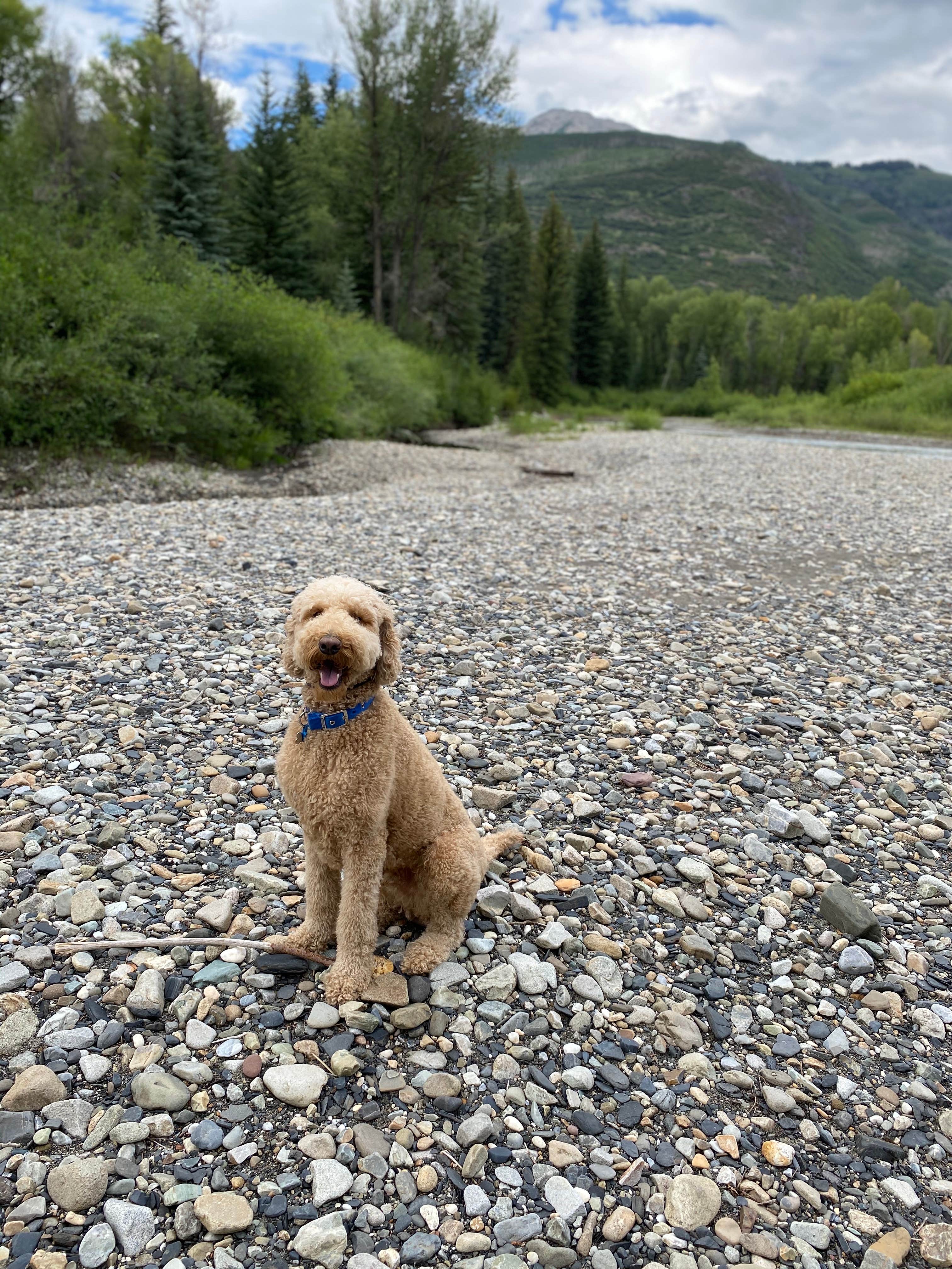 Sarah F.'s photo of camping with pets at Bogan Flats Campground Grp S near Crested Butte, CO