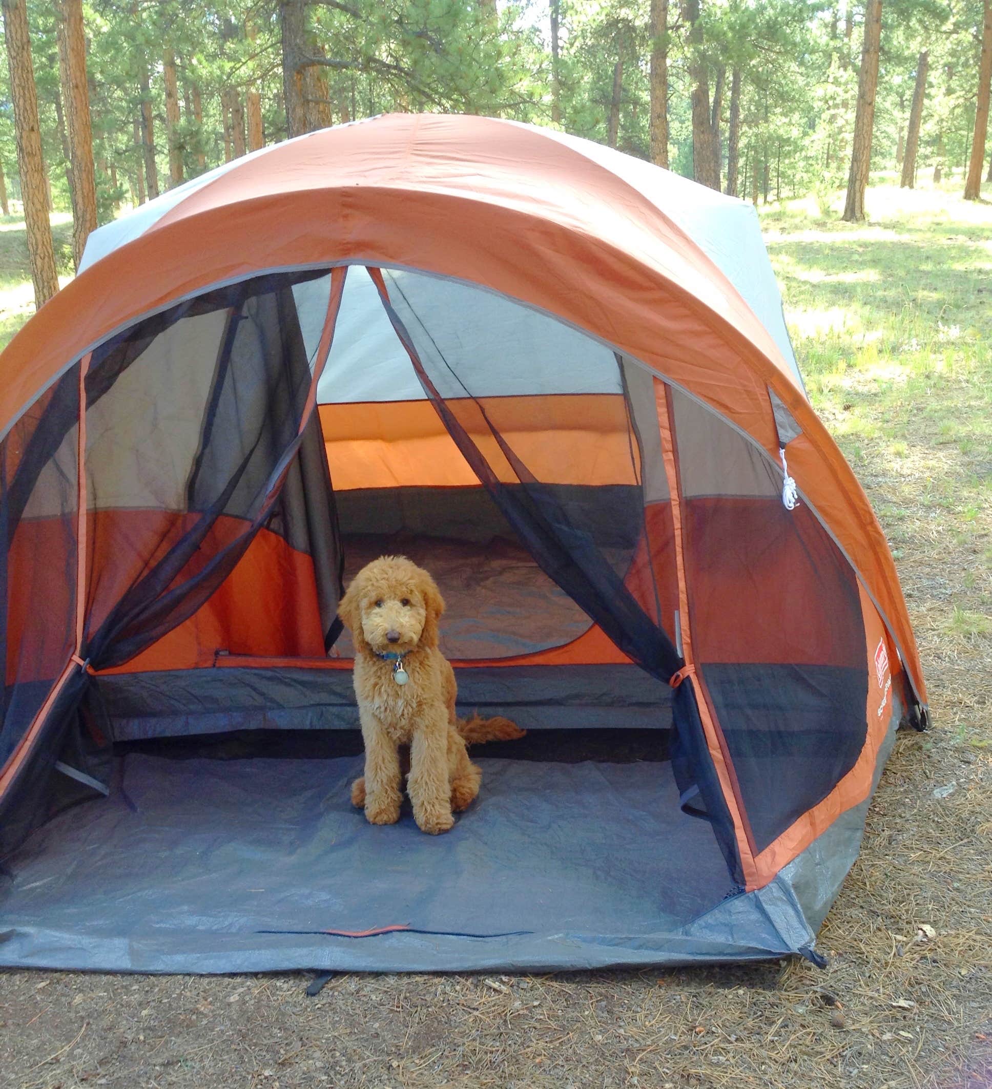Sarah F.'s photo of camping with pets at Colorado Campground near Lake George, CO