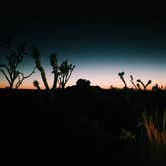 Review photo of Mojave Cross Dispersed — Mojave National Preserve by Nora S., August 3, 2020