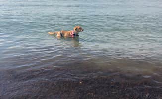 Steve T.'s photo of camping with pets at Fort Getty Campground near Tiverton, RI