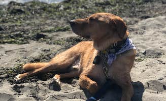Steve T.'s photo of camping with pets at Fort Getty Campground in Rhode Island