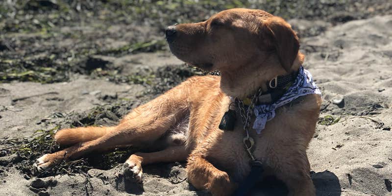 Camper submitted image from Fort Getty Campground