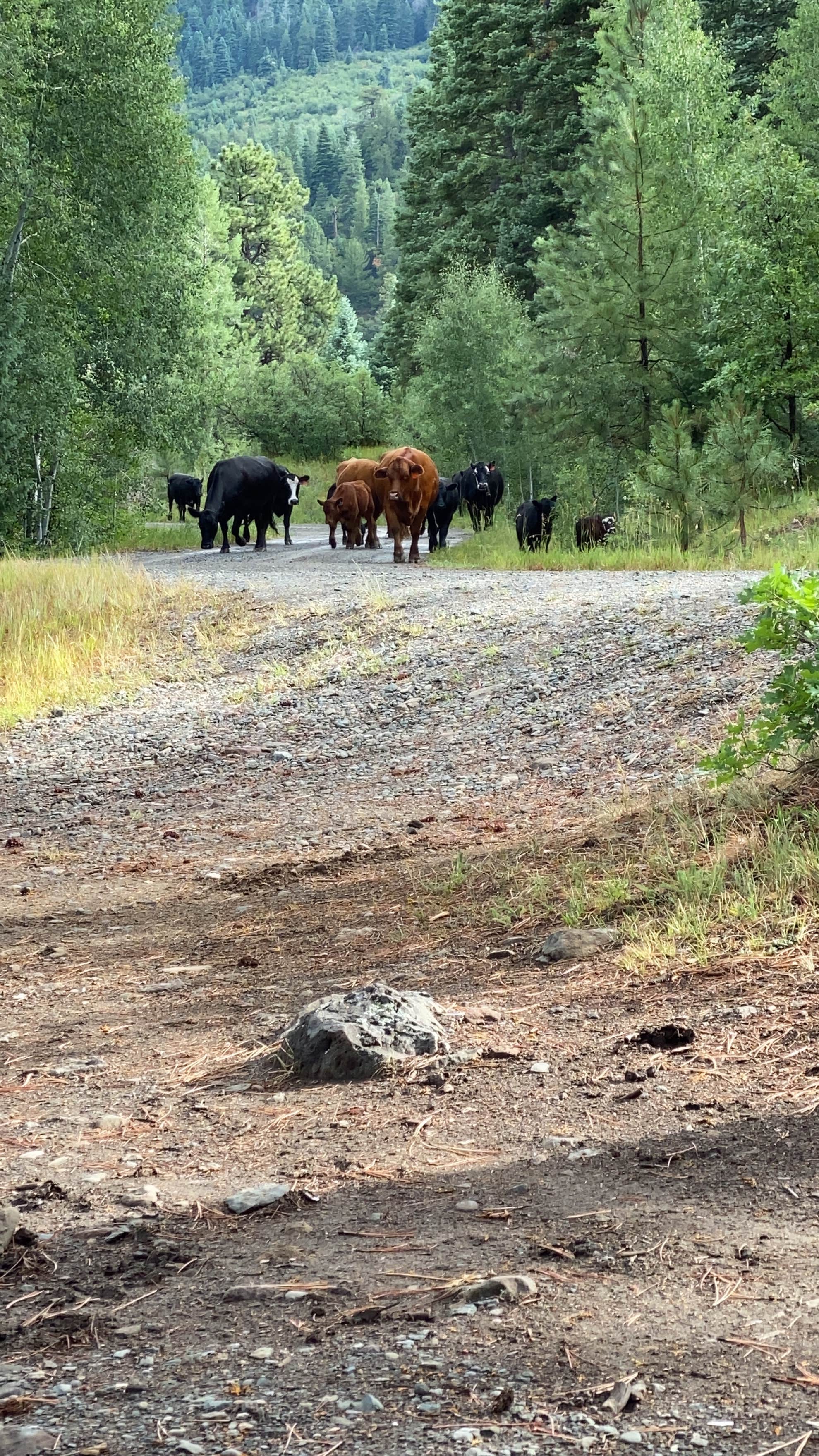 Camper submitted image from Turkey Creek Road - 3