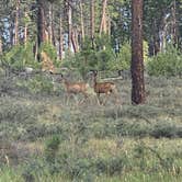 Review photo of Jacob Lake Campground - Kaibab National Forest by Brandon F., August 3, 2020