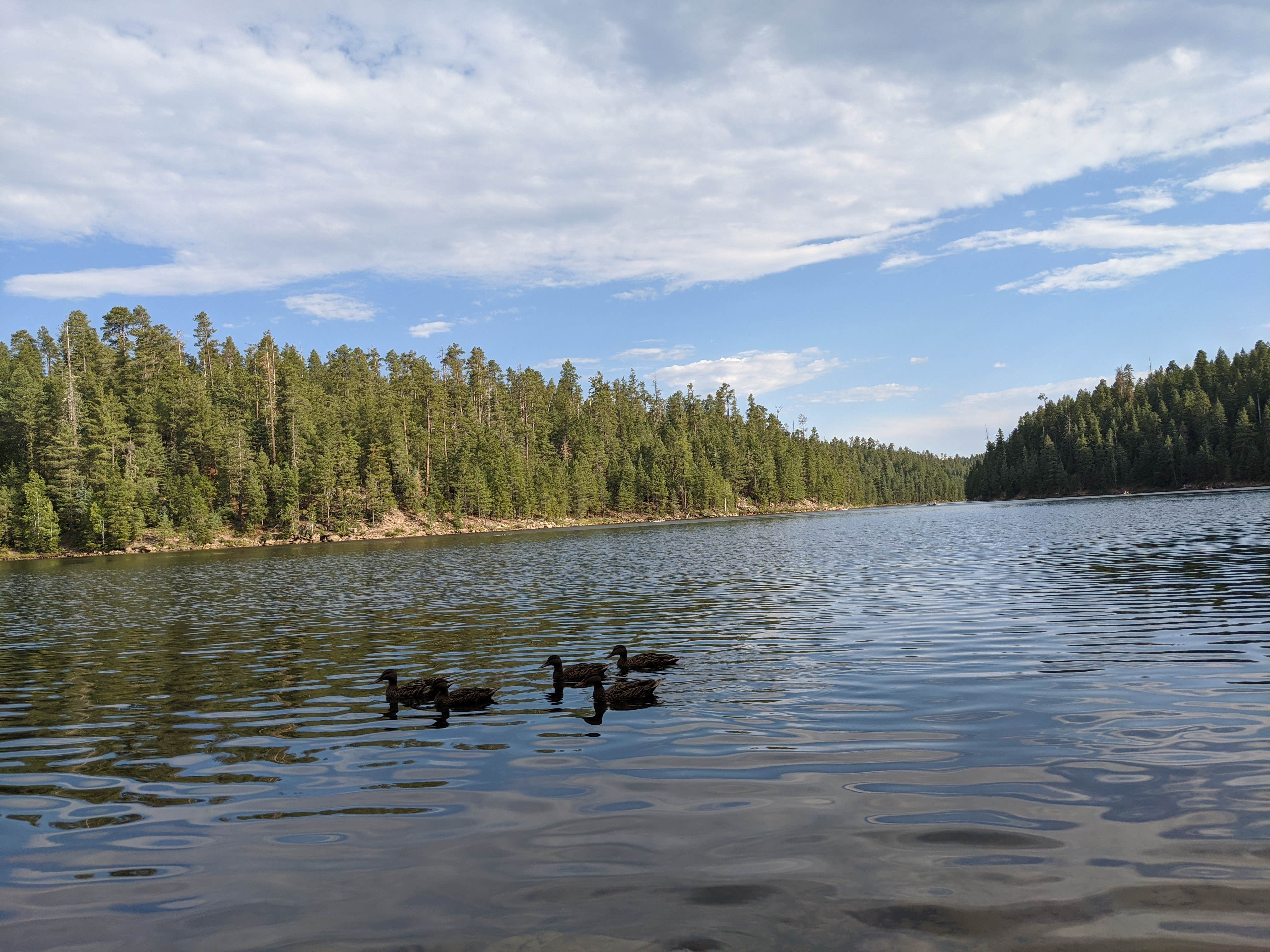 Matt H.'s photo of a dispersed camping area at Bear Canyon Lake and Camping Area near Kohls Ranch, AZ