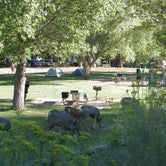 Review photo of Fruita Campground — Capitol Reef National Park by Jeanene A., July 4, 2016