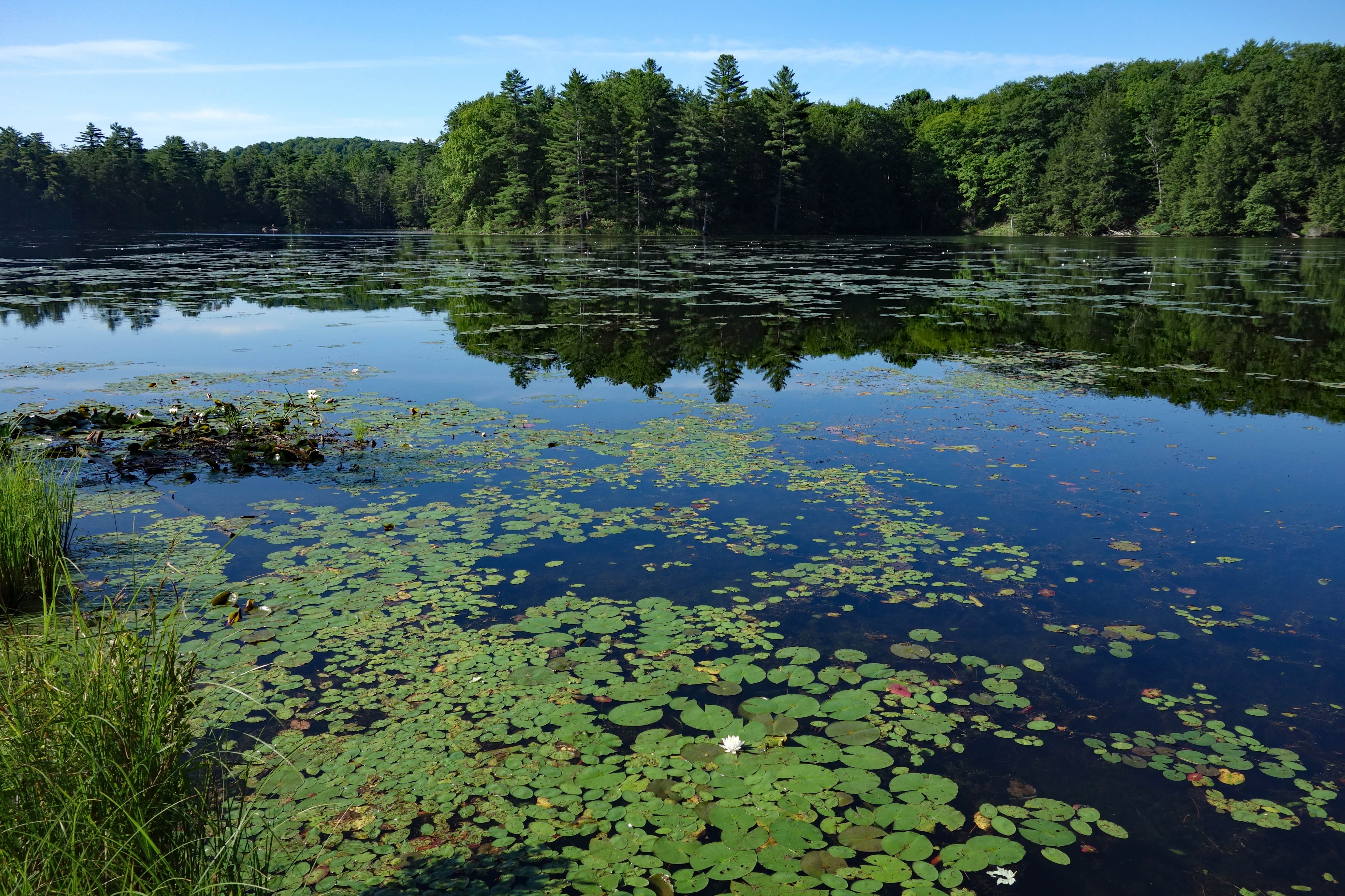 Camper submitted image from Half Moon Pond State Park Campground - 3