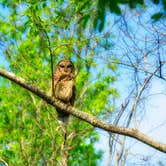 Review photo of Stephen C. Foster State Park Campground by Kevin A., August 4, 2020