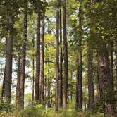 Review photo of Gum Springs Recreation Area — Kisatchie National Forest by Chris & Rosanne C., August 4, 2020