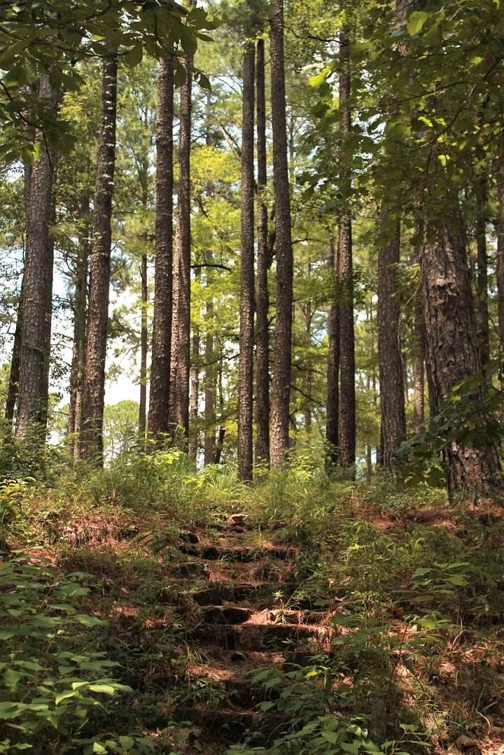 Camper submitted image from Gum Springs Recreation Area — Kisatchie National Forest - 4