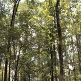 Review photo of Kisatchie National Forest Gum Springs Campground by Chris & Rosanne C., August 4, 2020