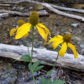 Review photo of Columbine Campground (NM) by Robin T., August 4, 2020