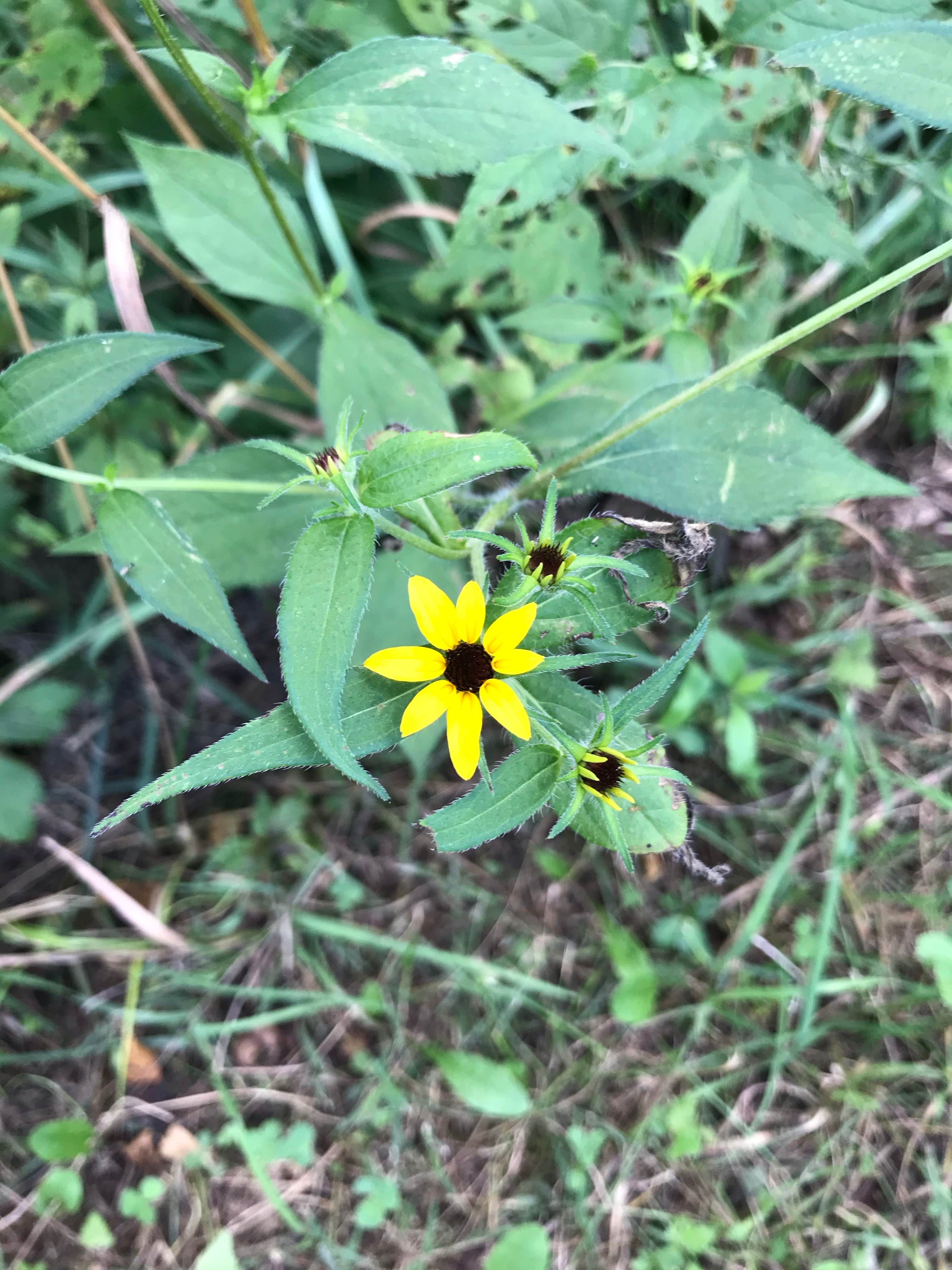 Camper-submitted photo at Maquoketa Caves State Park Campground in Iowa