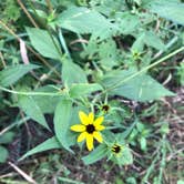 Review photo of Maquoketa Caves State Park Campground by Nancy B., August 4, 2020